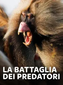 La battaglia dei predatori