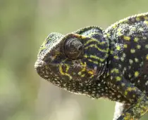 Parco Nazionale Di Donana Eden Spagnolo