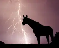 Animali Nella Tempesta
