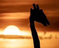 Masai Mara: Il Cerchio Della Vita