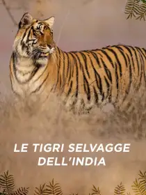 Le tigri selvagge dell'India