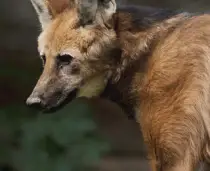 Wild Dogs