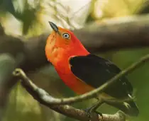 Wild Argentina