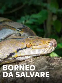 Borneo da salvare
