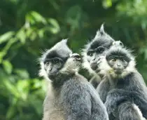 Untamed Vietnam