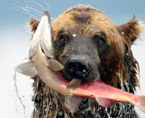 Battaglie Animali