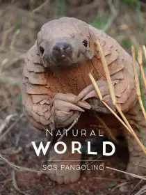 Natural World SOS Pangolino