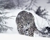 Battaglie Animali