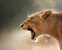 Predatori E Prede L'eterna Sfida