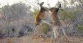 Battaglie animali su Focus: il viaggio tra fiumi e predatori in onda il 23 settembre 2026